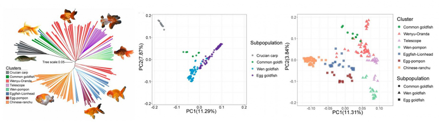 newshighlights-pnas-goldfish-fig2-1-1024x287