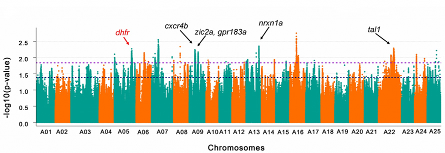 newshighlights-pnas-goldfish-fig4-1024x353