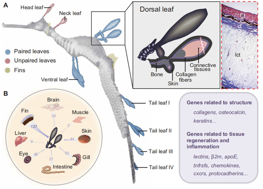Fig.-2.-Morphology-and-genetic-makeup-of-the-leaf-like-appendages-in-the-common-seadragon-P