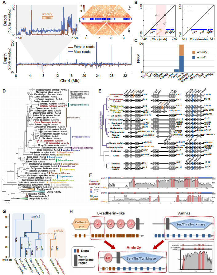 Fig.-3.-Putative-sex-determination-gene-in-the-common-seadragon-P.-taeniolatus-and-the-alligator-pipefish-S.-biaculeatus