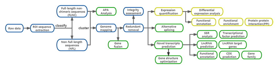 Full-length-trans-bix-1024x254