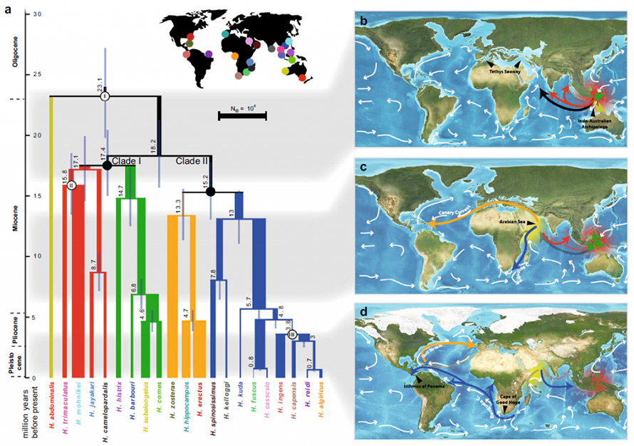 seahouse-fig-2-1024x720
